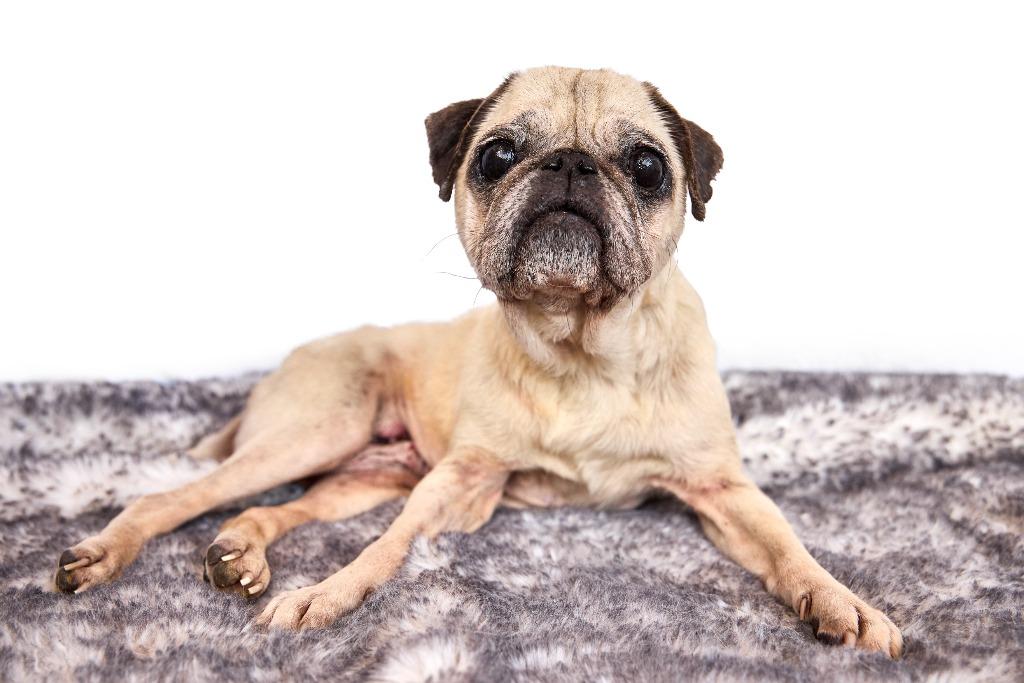 Enlarge Dumplin' *special needs*, a Adoptable Pug in Gardena, CA image 4/6