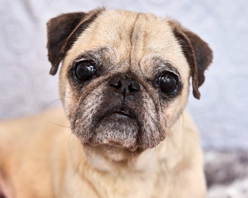 Enlarge Dumplin' *special needs*, a Adoptable Pug in Gardena, CA image 5/6