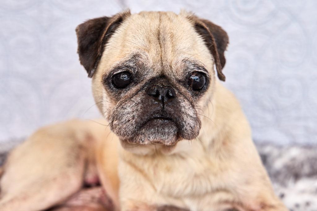 Enlarge Dumplin' *special needs*, a Adoptable Pug in Gardena, CA image 6/6