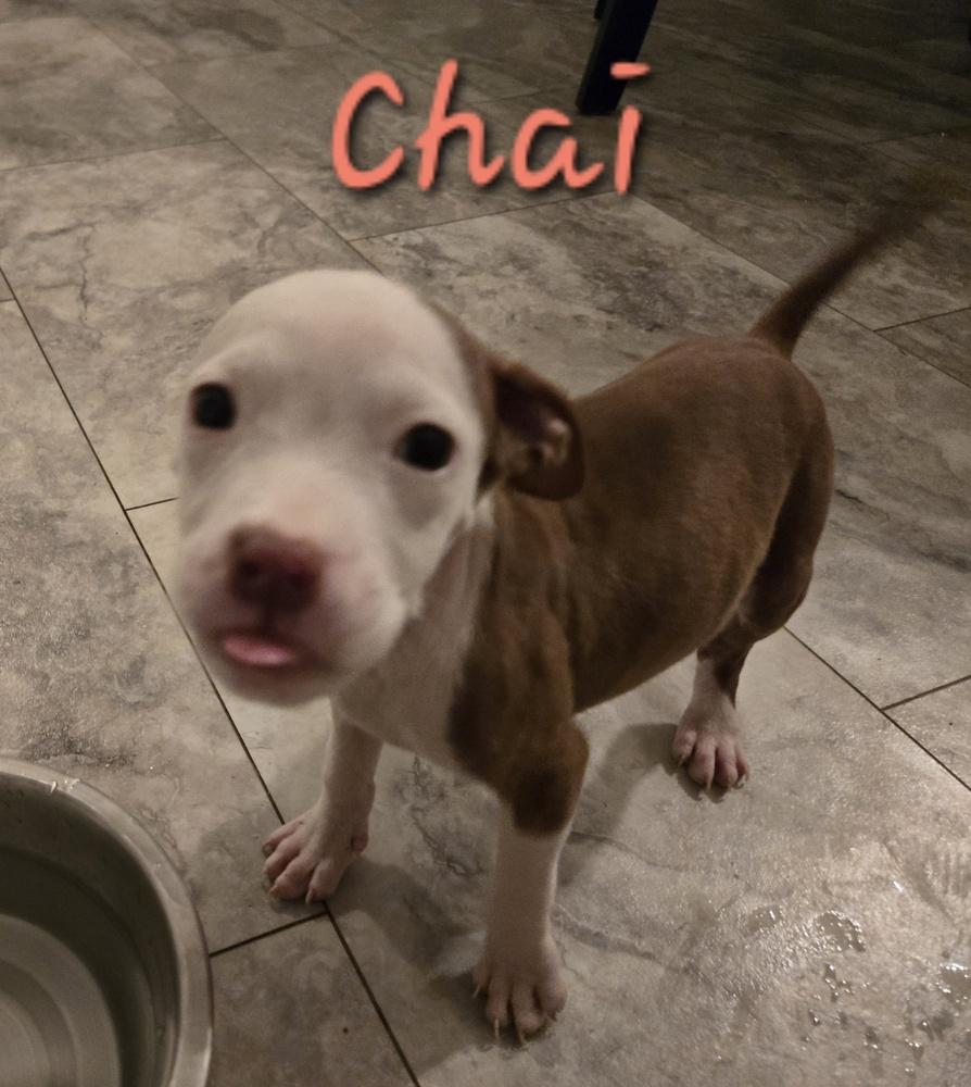 Chai, Adoptable, Puppy Female Terrier & Jack Russell Terrier.