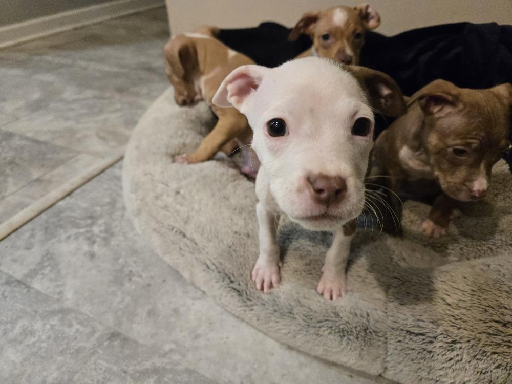 Chai, a Adoptable mixed breed in Irwin, PA image 3/4