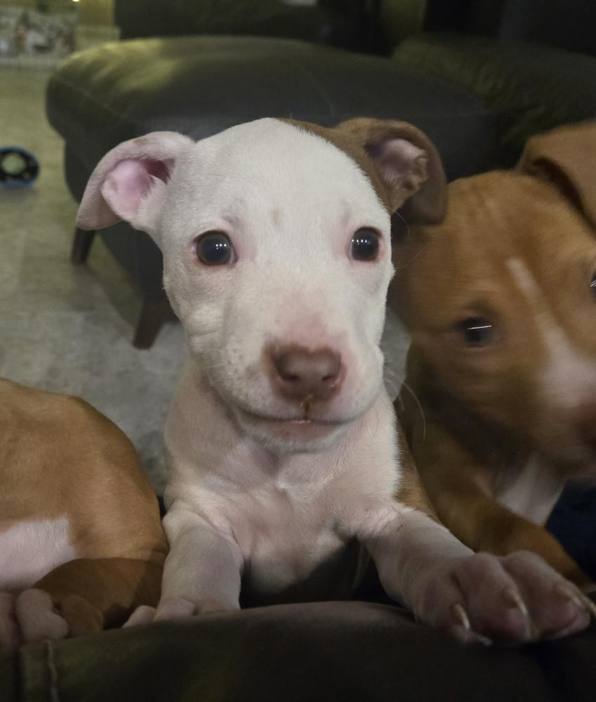 Chai, a Adoptable mixed breed in Irwin, PA image 4/4