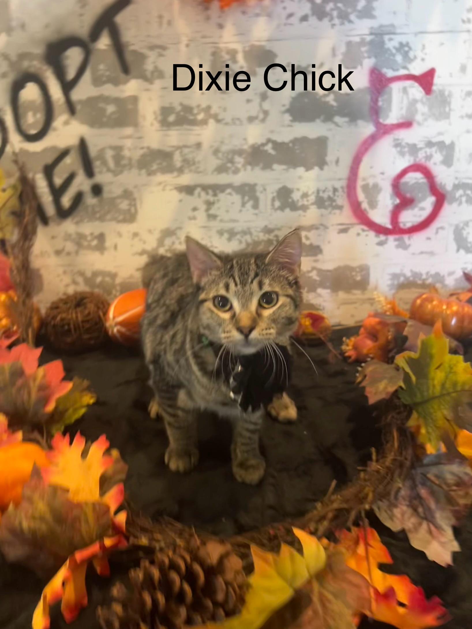 Dixie Chick