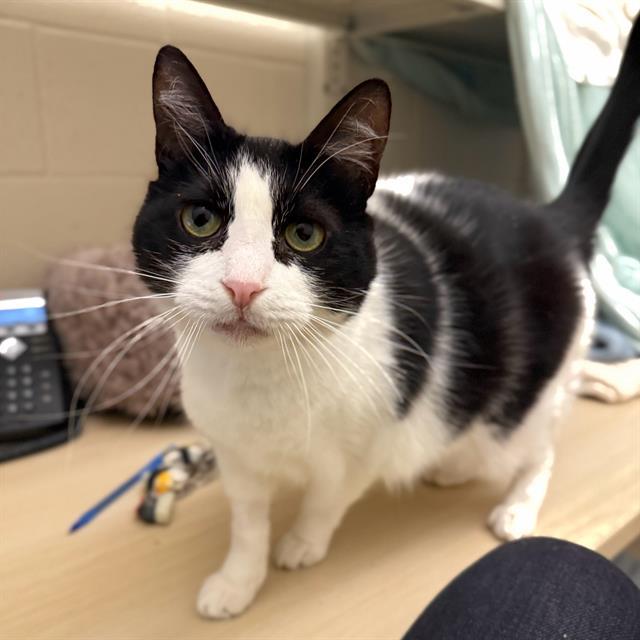 FLORA, Adoptable, Adult Female Domestic Short Hair.