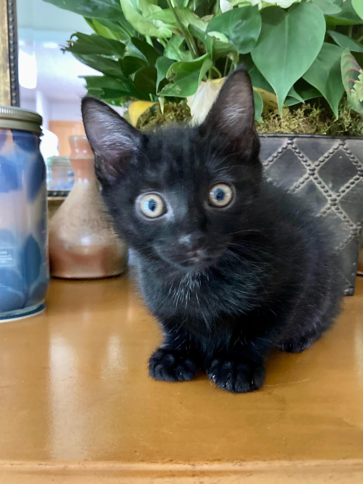Phoenix- Polydactyl