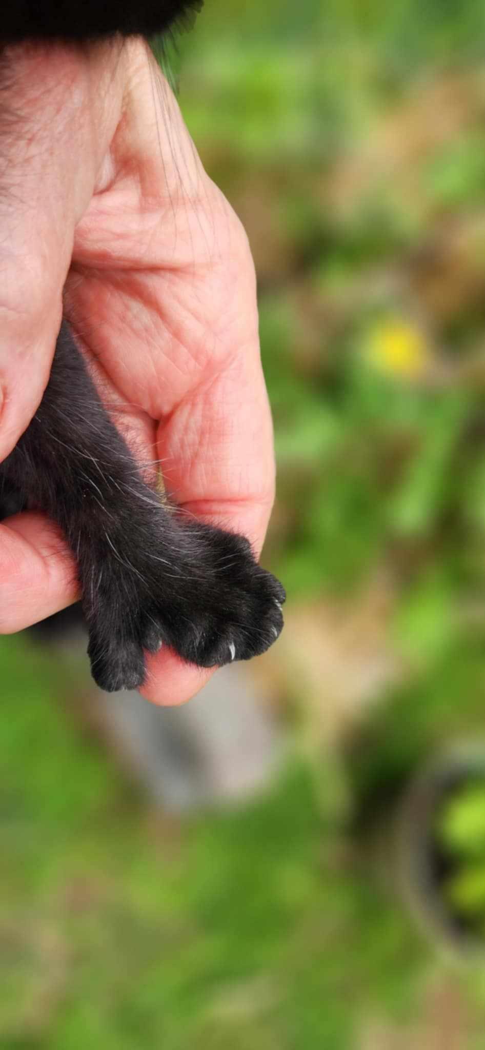 Phoenix- Polydactyl