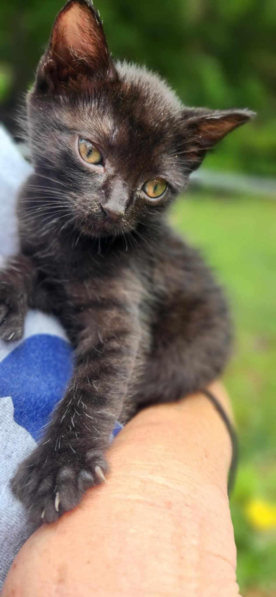 Phoenix- Polydactyl