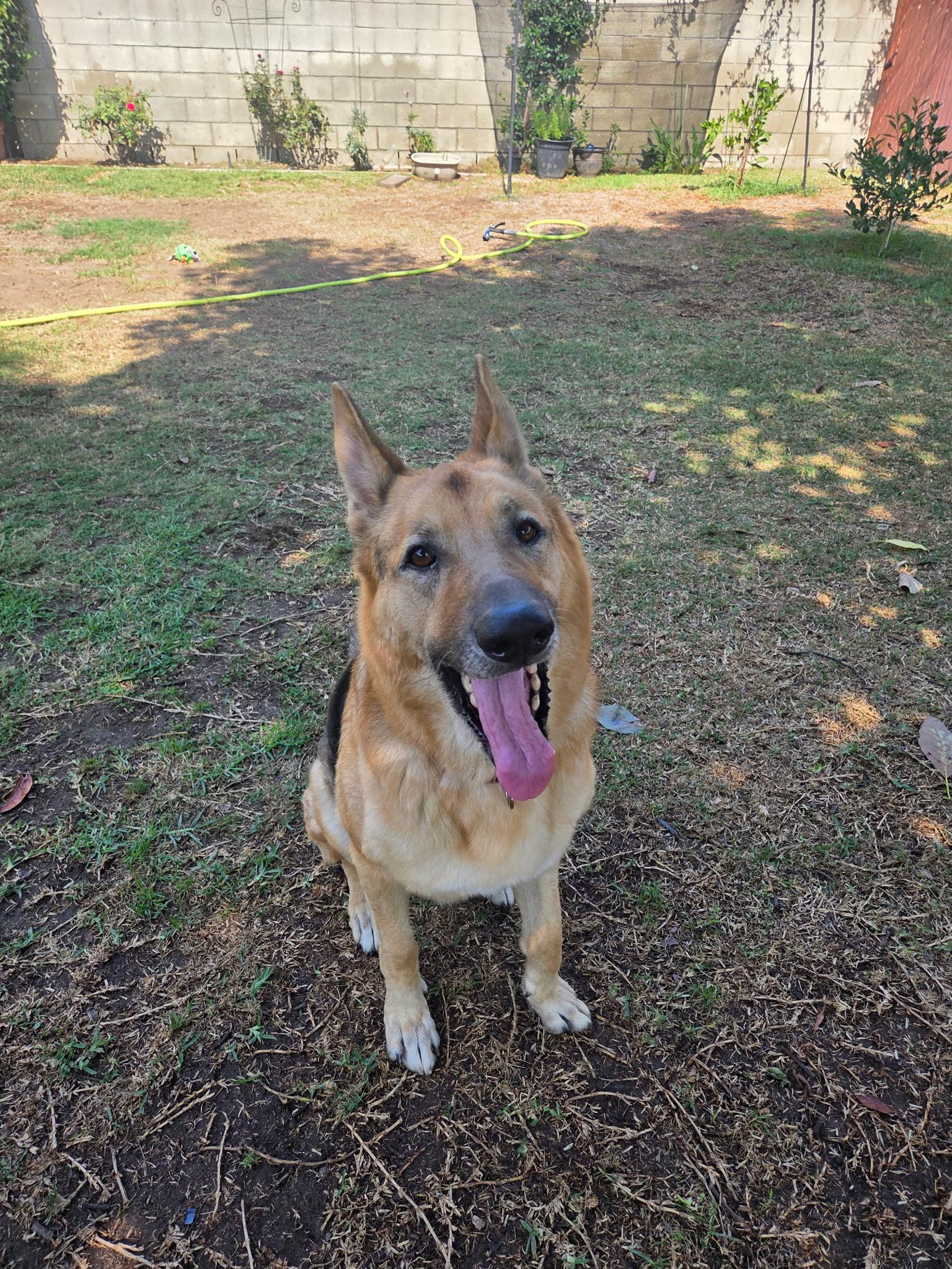 Axel, Adoptable, Senior Male German Shepherd Dog.