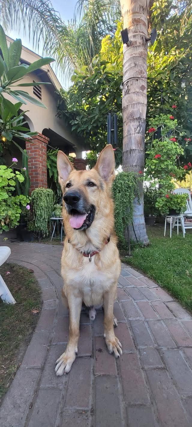 Enlarge Axel, a Adoptable German Shepherd Dog in Franklin, OH image 2/4