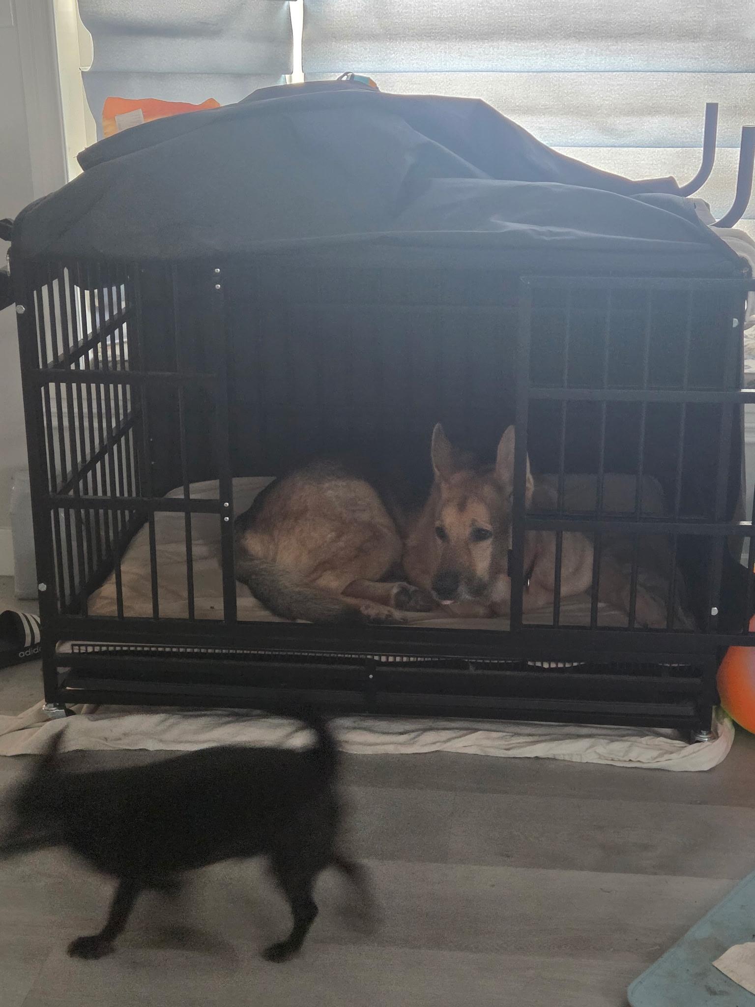 Enlarge Axel, a Adoptable German Shepherd Dog in Franklin, OH image 3/4