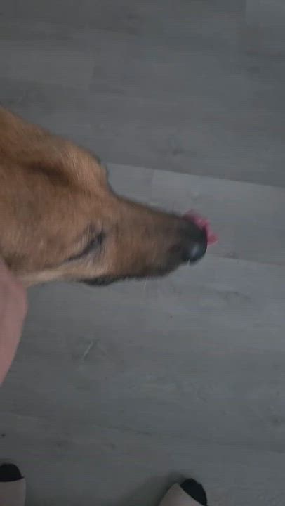 Enlarge Axel, a Adoptable German Shepherd Dog in Franklin, OH video 4/4