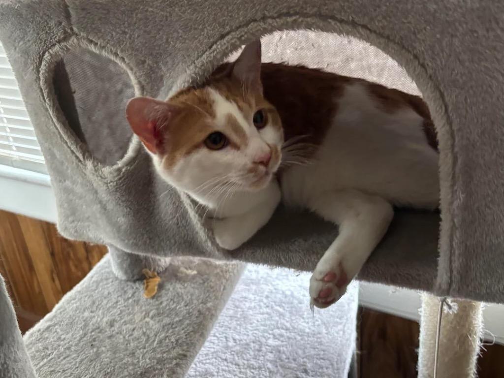 Enlarge Ralphie (Courtesy Post), a Adoptable Domestic Short Hair in Rutherfordton, NC image 1/4