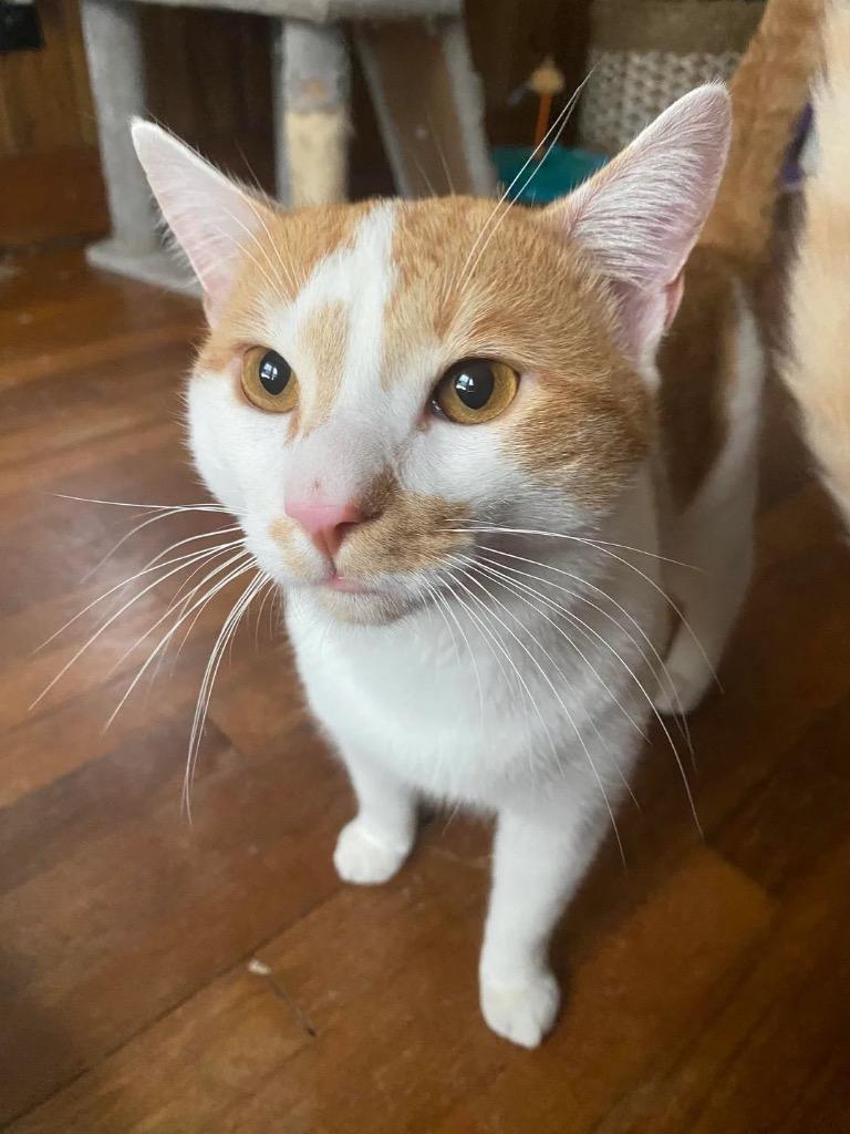 Ralphie (Courtesy Post), a Adoptable Domestic Short Hair in Rutherfordton, NC image 1/4