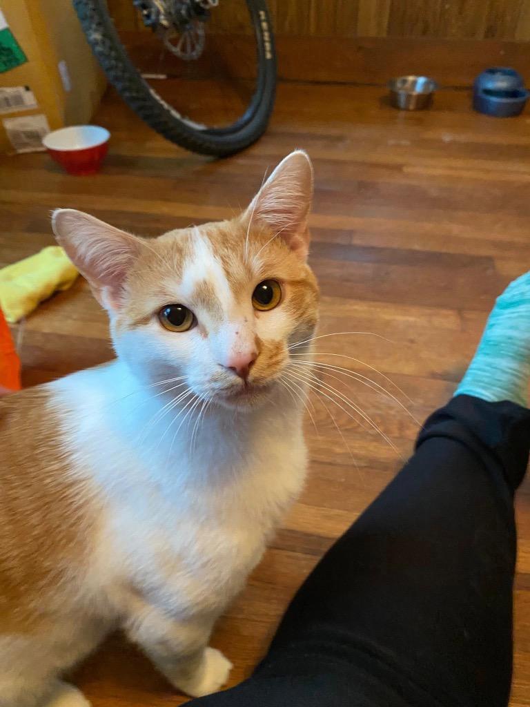 Enlarge Ralphie (Courtesy Post), a Adoptable Domestic Short Hair in Rutherfordton, NC image 3/4