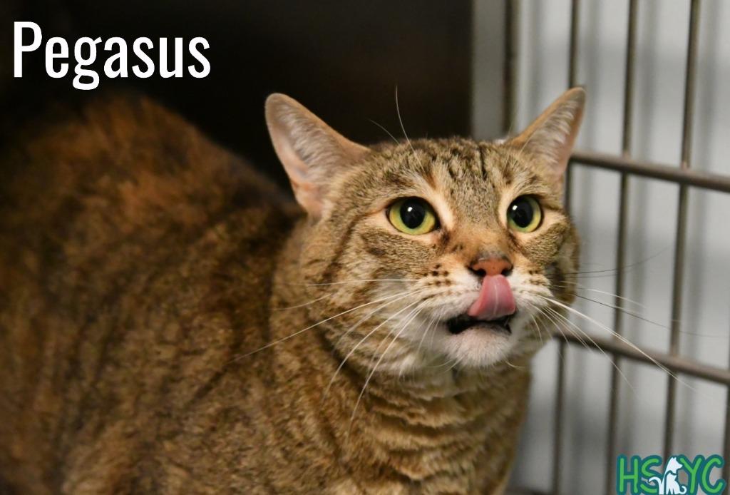 Enlarge Pegasus, a Adoptable mixed breed in Fort Mill, SC image 1/6