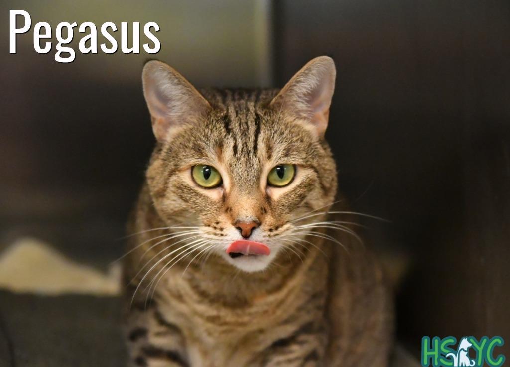 Pegasus, Adoptable, Adult Female Domestic Short Hair.