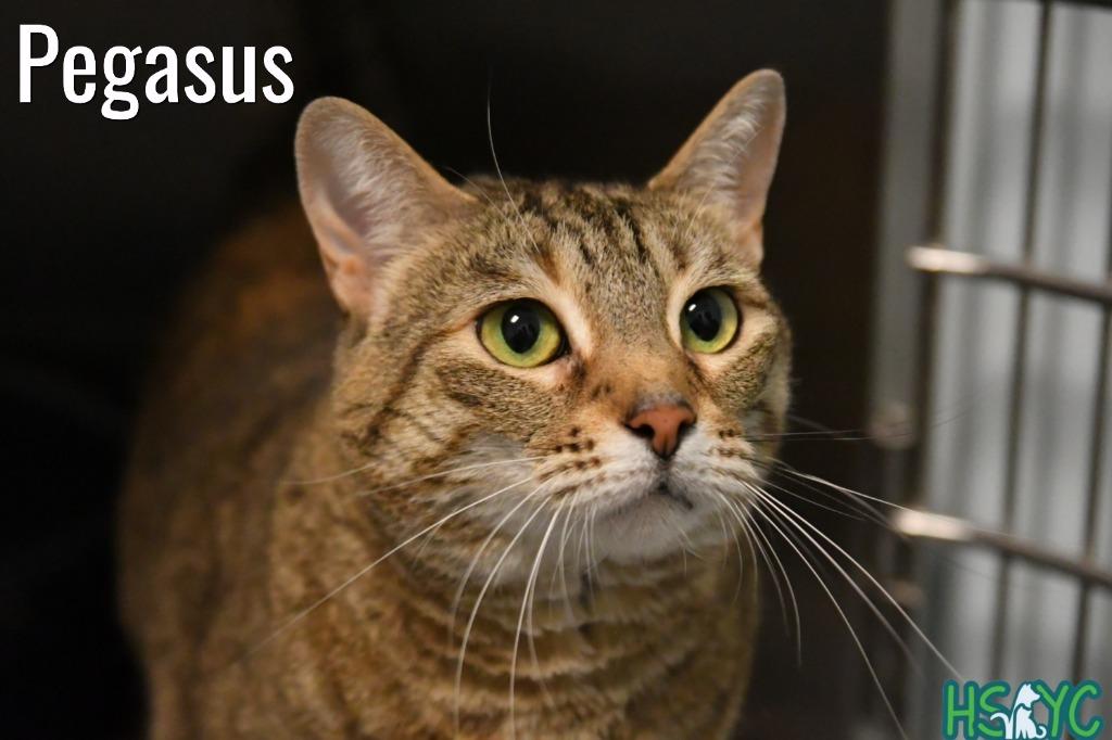 Enlarge Pegasus, a Adoptable mixed breed in Fort Mill, SC image 2/6