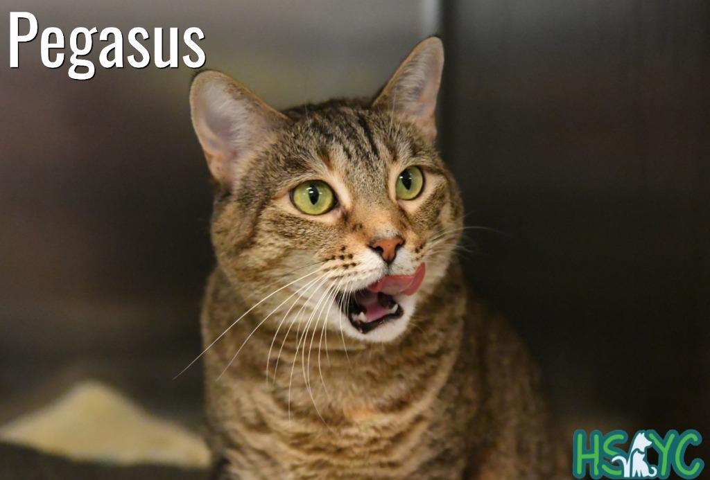 Enlarge Pegasus, a Adoptable mixed breed in Fort Mill, SC image 4/6