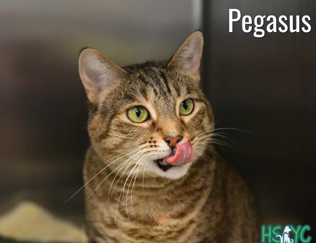 Enlarge Pegasus, a Adoptable mixed breed in Fort Mill, SC image 4/6