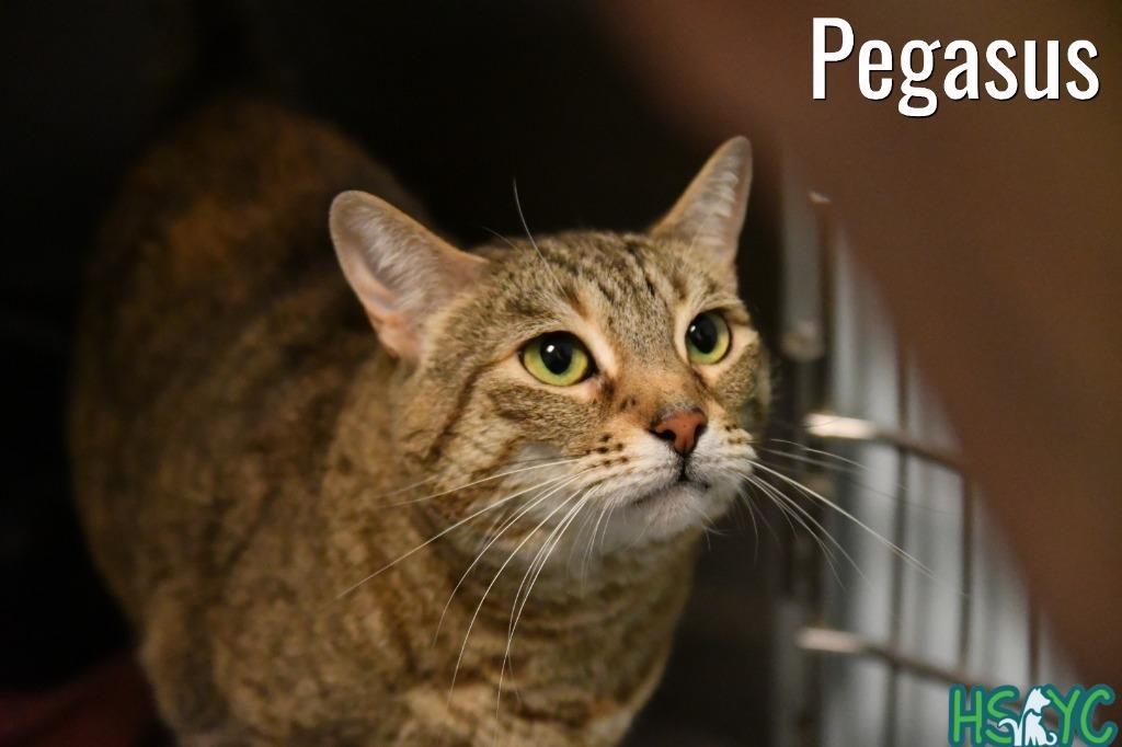 Enlarge Pegasus, a Adoptable mixed breed in Fort Mill, SC image 5/6