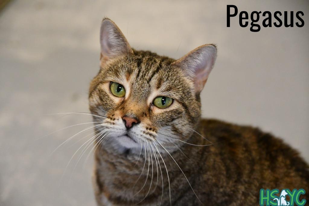 Enlarge Pegasus, a Adoptable mixed breed in Fort Mill, SC image 5/6