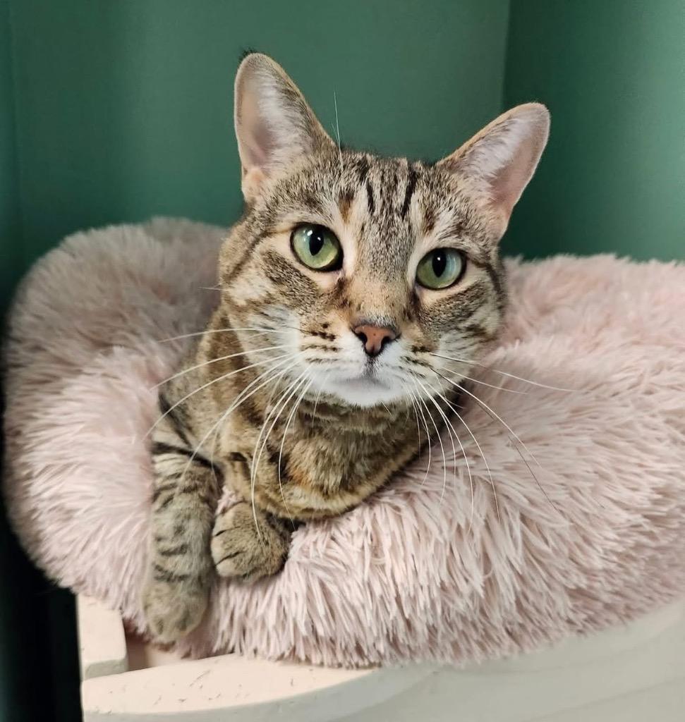 Enlarge Pegasus, a Adoptable mixed breed in Fort Mill, SC image 5/6
