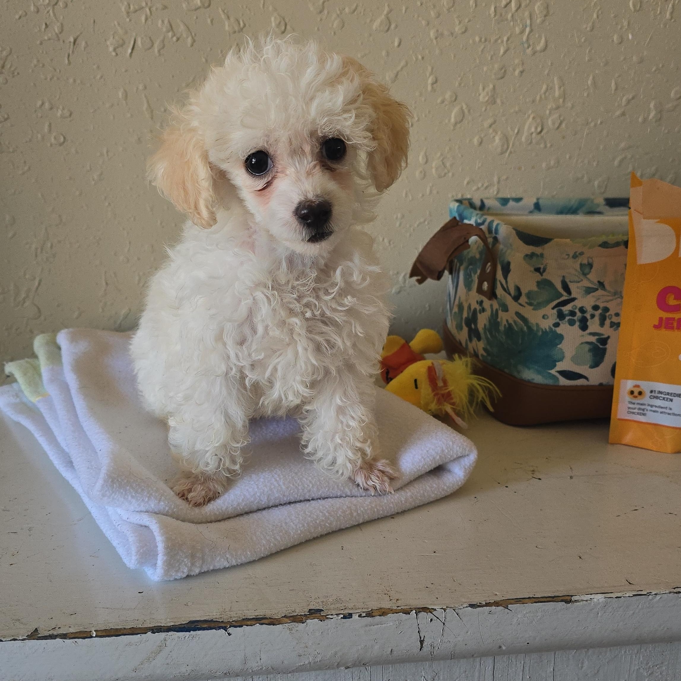 Bianca, ADOPTABLE, Young Female Poodle (Toy).
