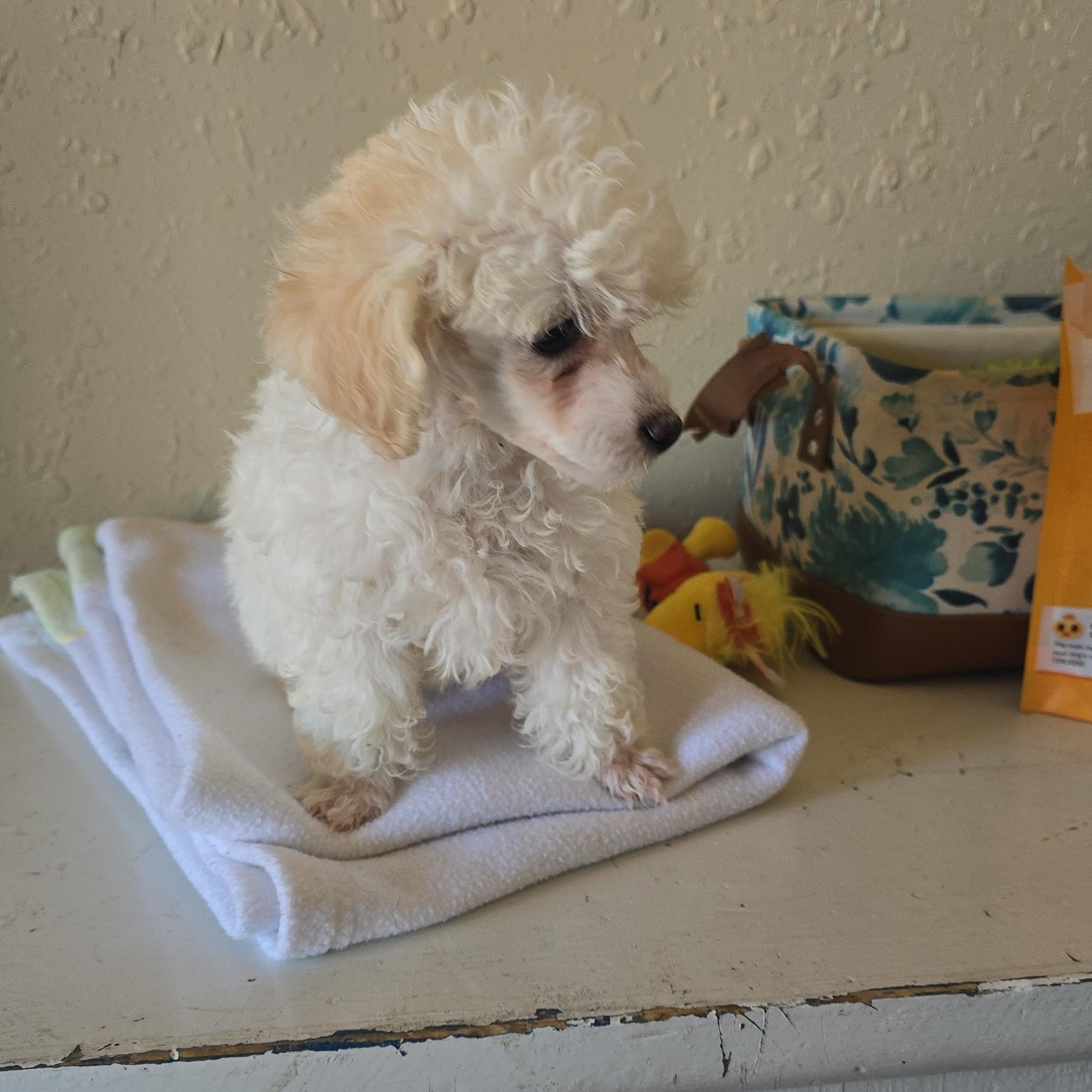 Enlarge Bianca, a ADOPTABLE Poodle (Toy) in Neosho, MO image 2/2