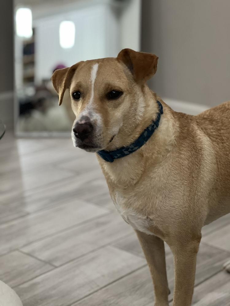 Enlarge Riley, a Adoptable mixed breed in St. Petersburg, FL image 1/6