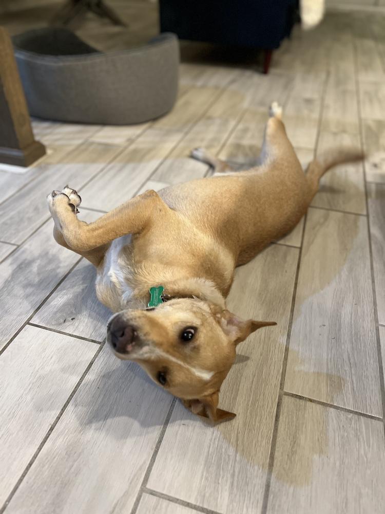 Enlarge Riley, a Adoptable mixed breed in St. Petersburg, FL image 2/6