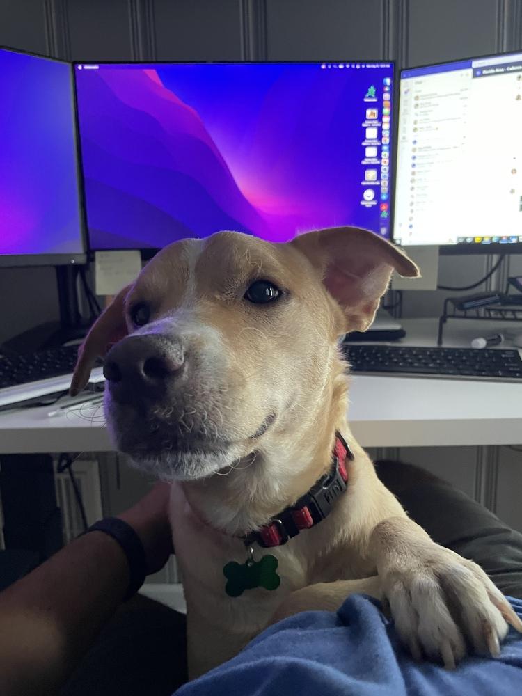 Enlarge Riley, a Adoptable mixed breed in St. Petersburg, FL image 3/6