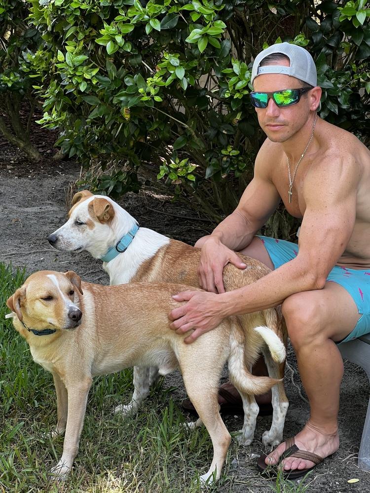 Enlarge Riley, a Adoptable mixed breed in St. Petersburg, FL image 5/6