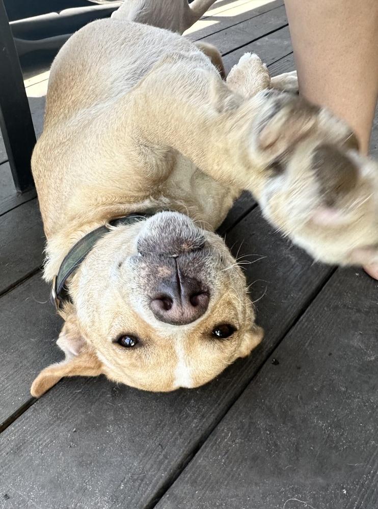 Enlarge Riley, a Adoptable mixed breed in St. Petersburg, FL image 6/6