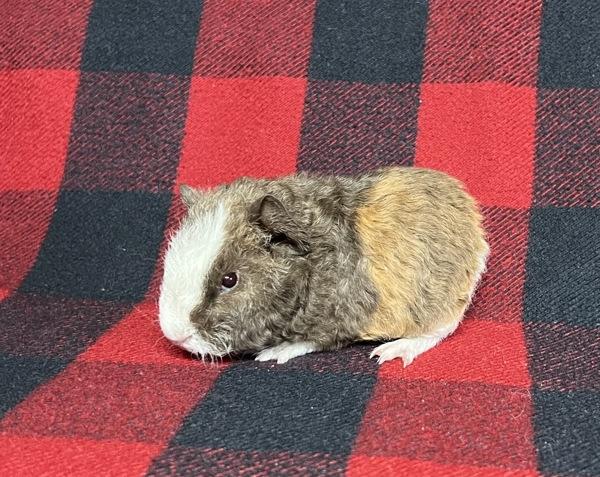 Curly, Adoptable, Baby Male Guinea Pig.