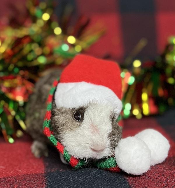 Enlarge Curly, a Adoptable mixed breed in Monterey, CA image 2/3