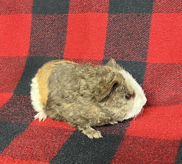 Enlarge Curly, a Adoptable mixed breed in Monterey, CA image 3/3