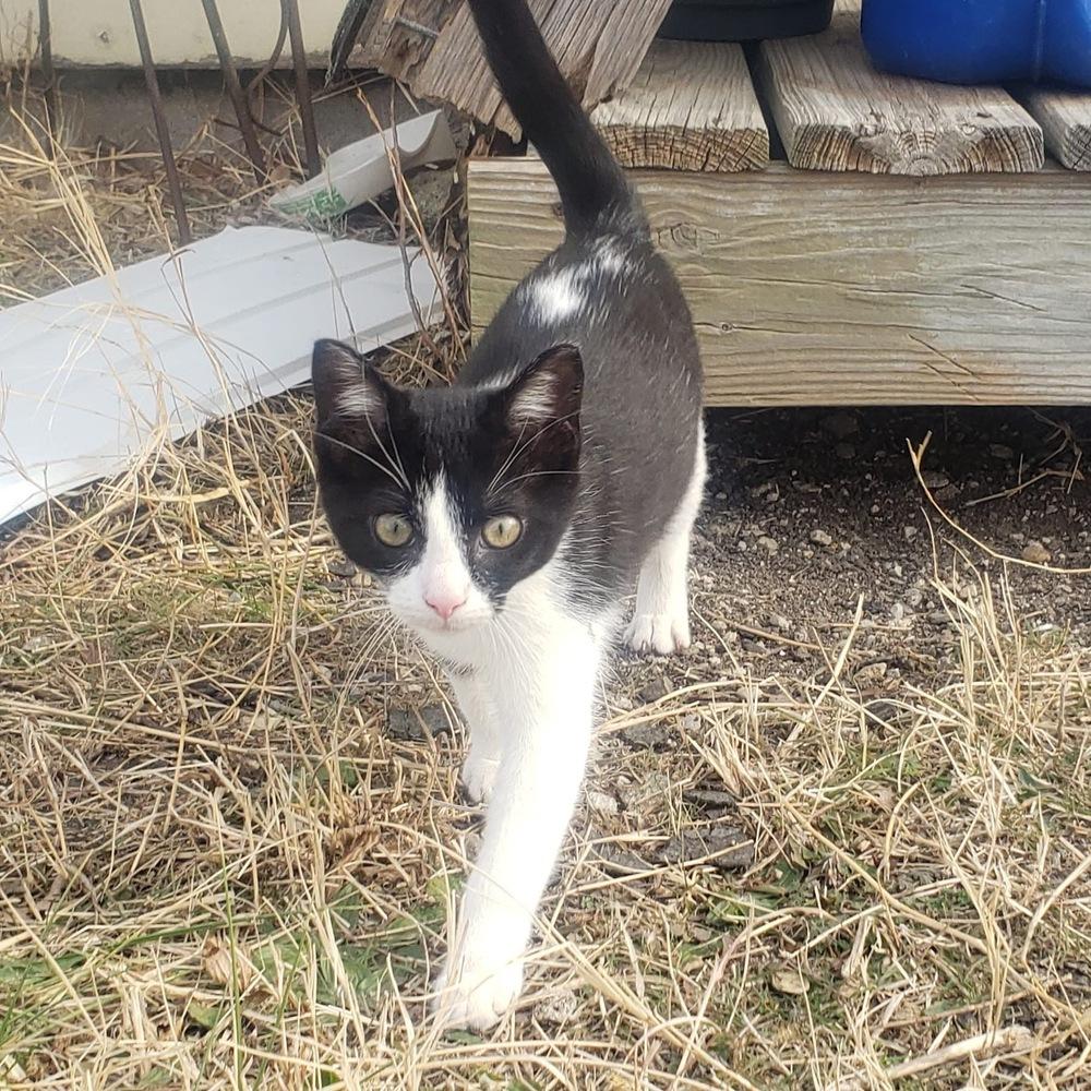 **Cat Cafe** S’more, Adoptable, Young Female Domestic Short Hair.