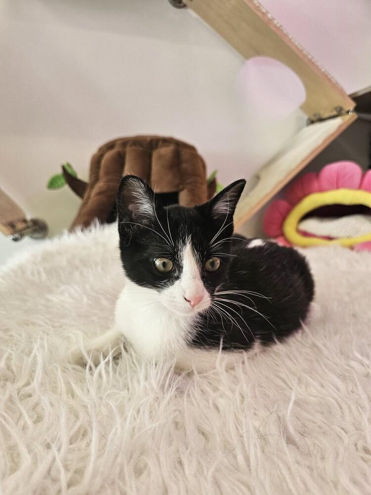 **Cat Cafe** S’more, a Adoptable Domestic Short Hair in Topeka, KS image 2/2