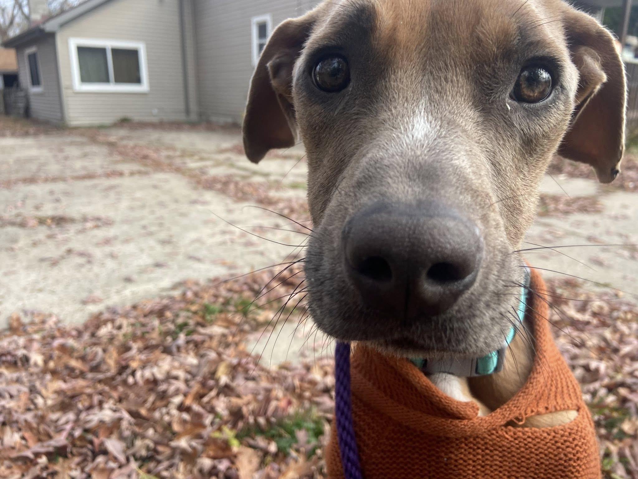 Enlarge Bon Bon Betty! , a ADOPTABLE mixed breed in Port Huron, MI image 2/5