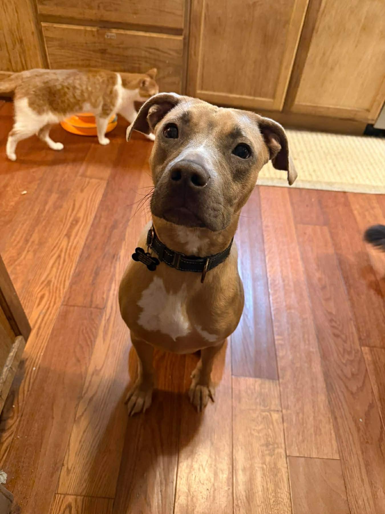 Enlarge Bon Bon Betty! , a ADOPTABLE mixed breed in Port Huron, MI image 1/5