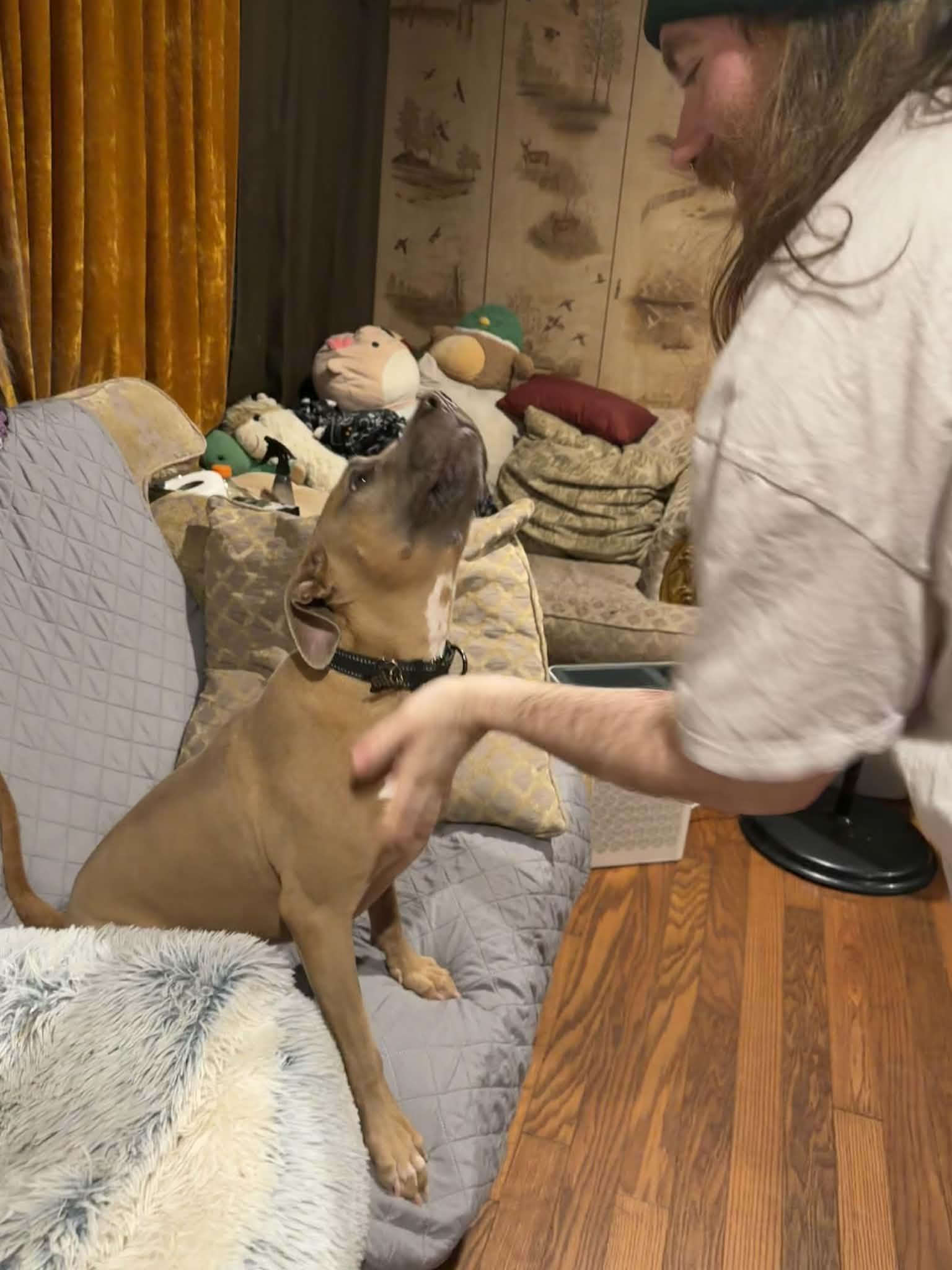 Enlarge Bon Bon Betty! , a ADOPTABLE mixed breed in Port Huron, MI image 4/5