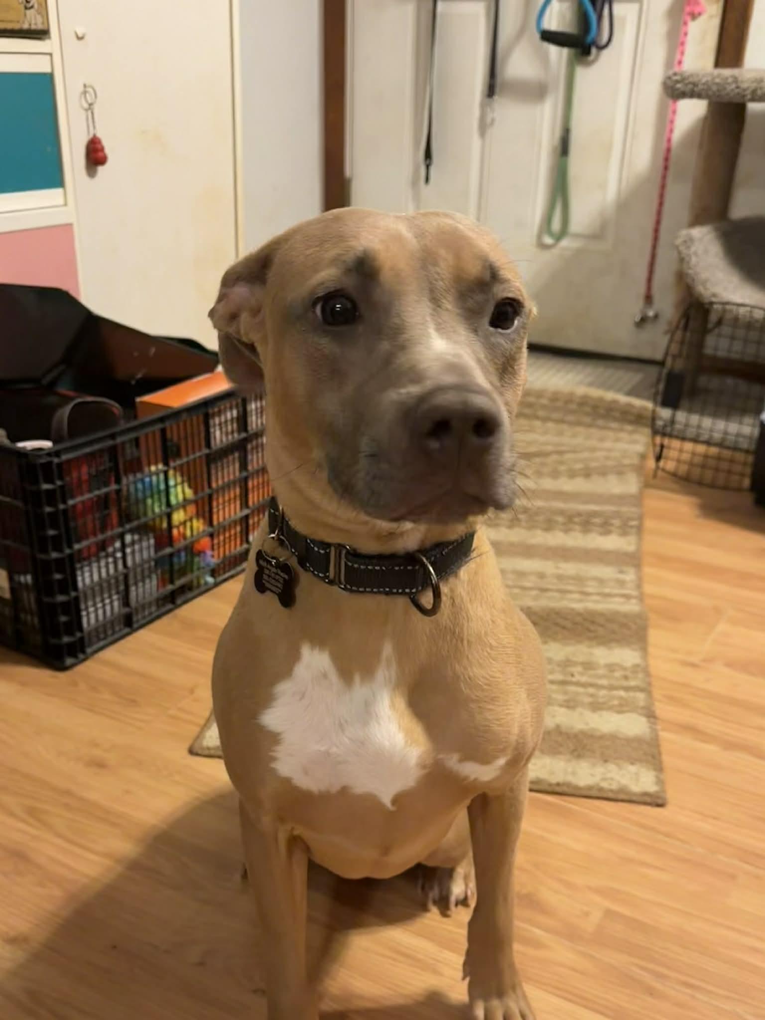 Enlarge Bon Bon Betty! , a ADOPTABLE mixed breed in Port Huron, MI image 5/5