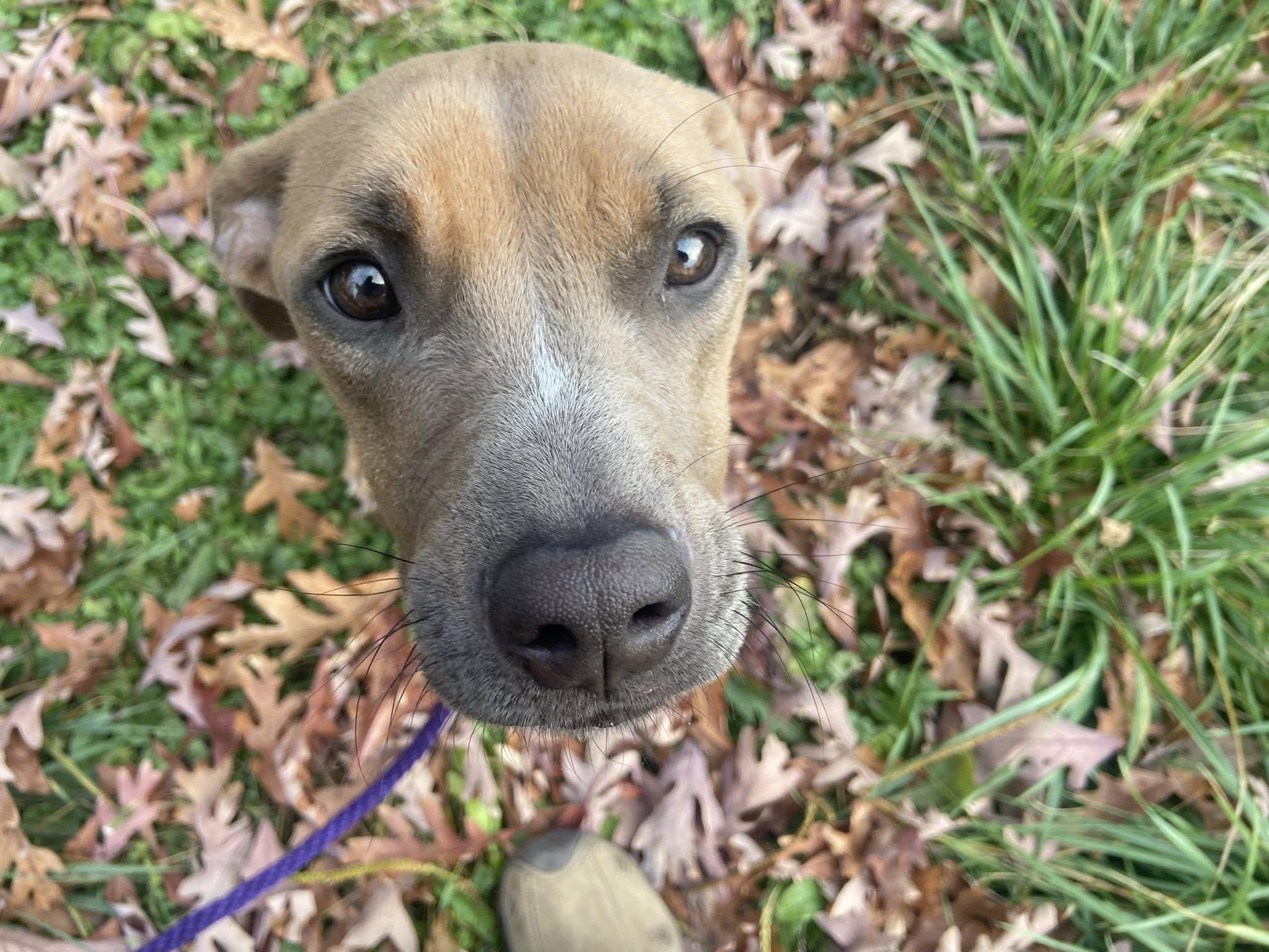 Enlarge Bon Bon Betty! , a ADOPTABLE mixed breed in Port Huron, MI image 3/5