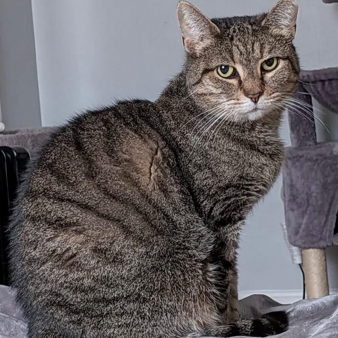 Strega Nona, a Adoptable Domestic Short Hair in Alexandria, VA image 3/6