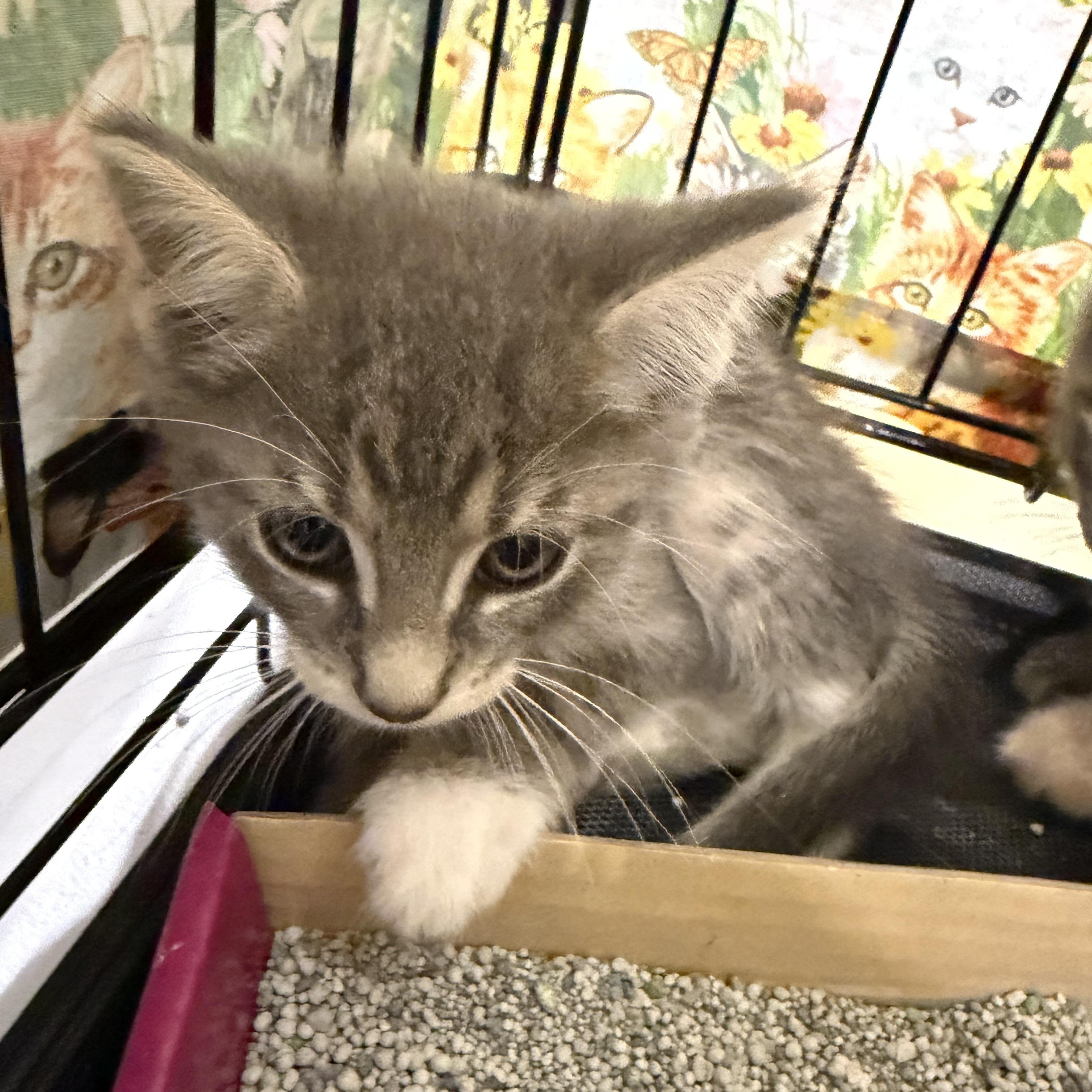 Enlarge Cody, a ADOPTABLE Tabby in Bridgeton, NC image 1/1
