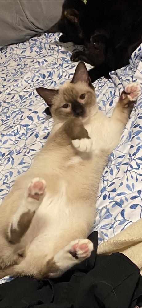 Noelle and Nicholas, Adoptable, Adult Male Siamese & Snowshoe.