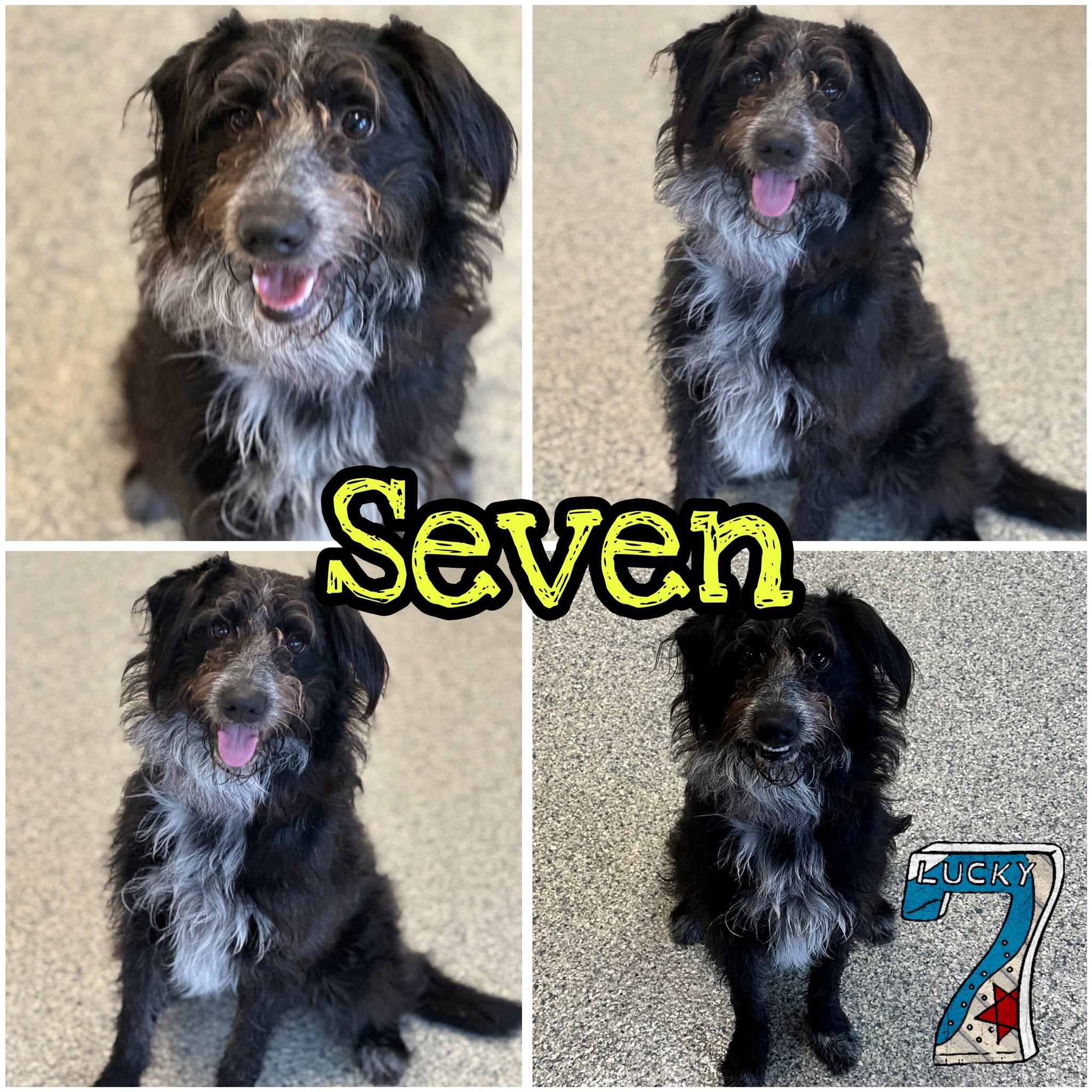 Seven, ADOPTABLE, Young Male Goldendoodle & English Shepherd.