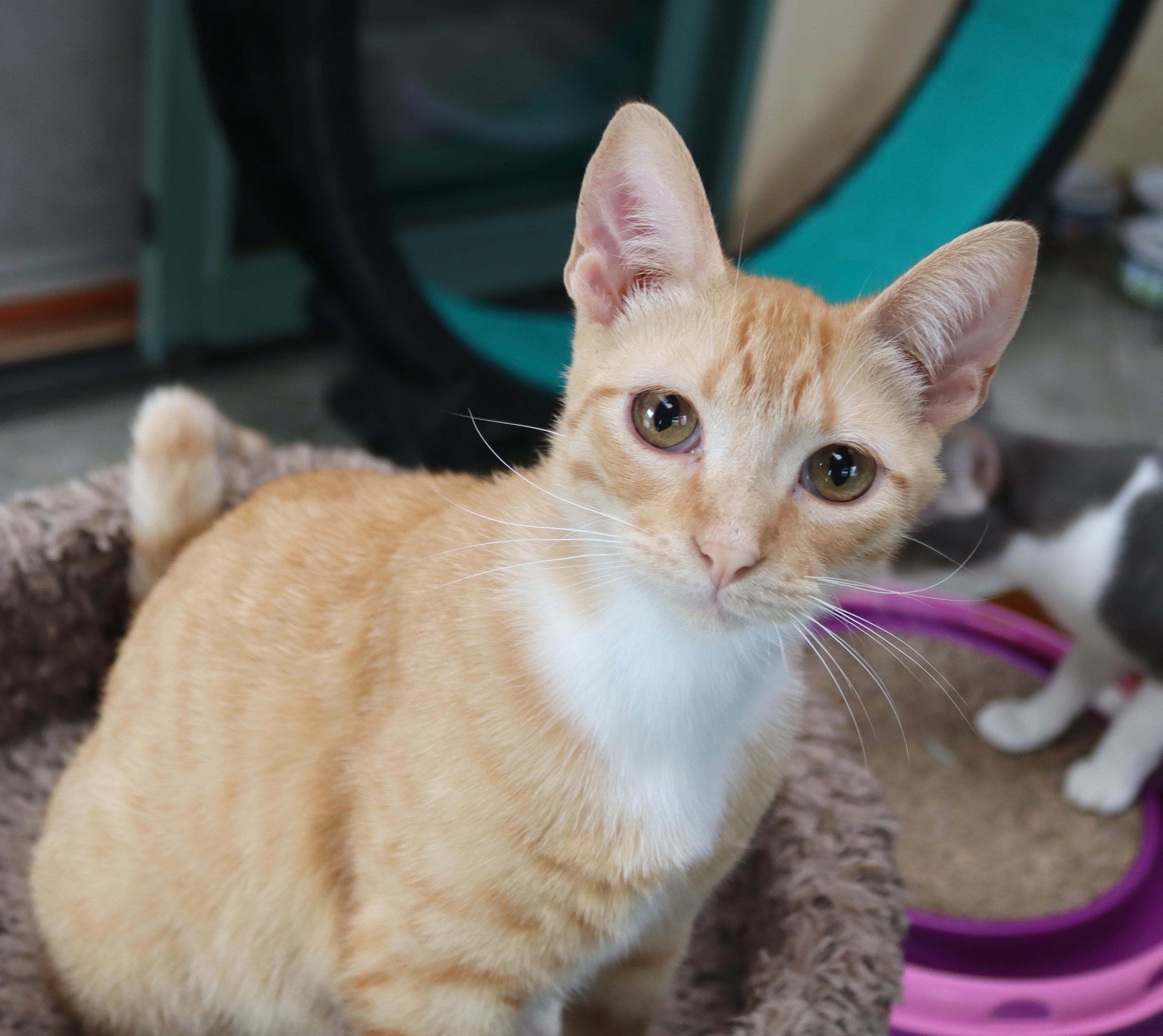 Marty, adopted, Young Male Tabby.
