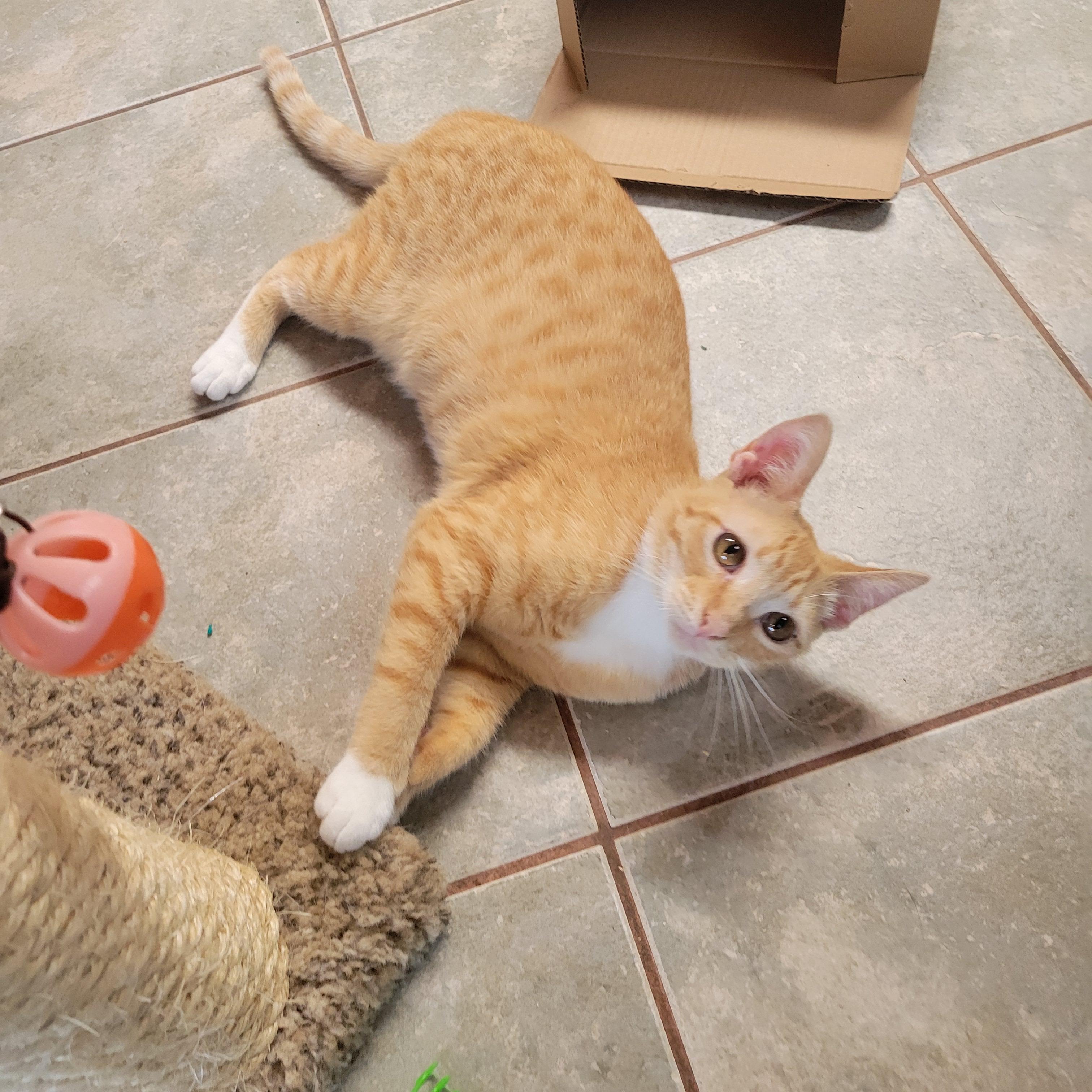 Marty, an adopted Tabby in Vista, CA image 3/4