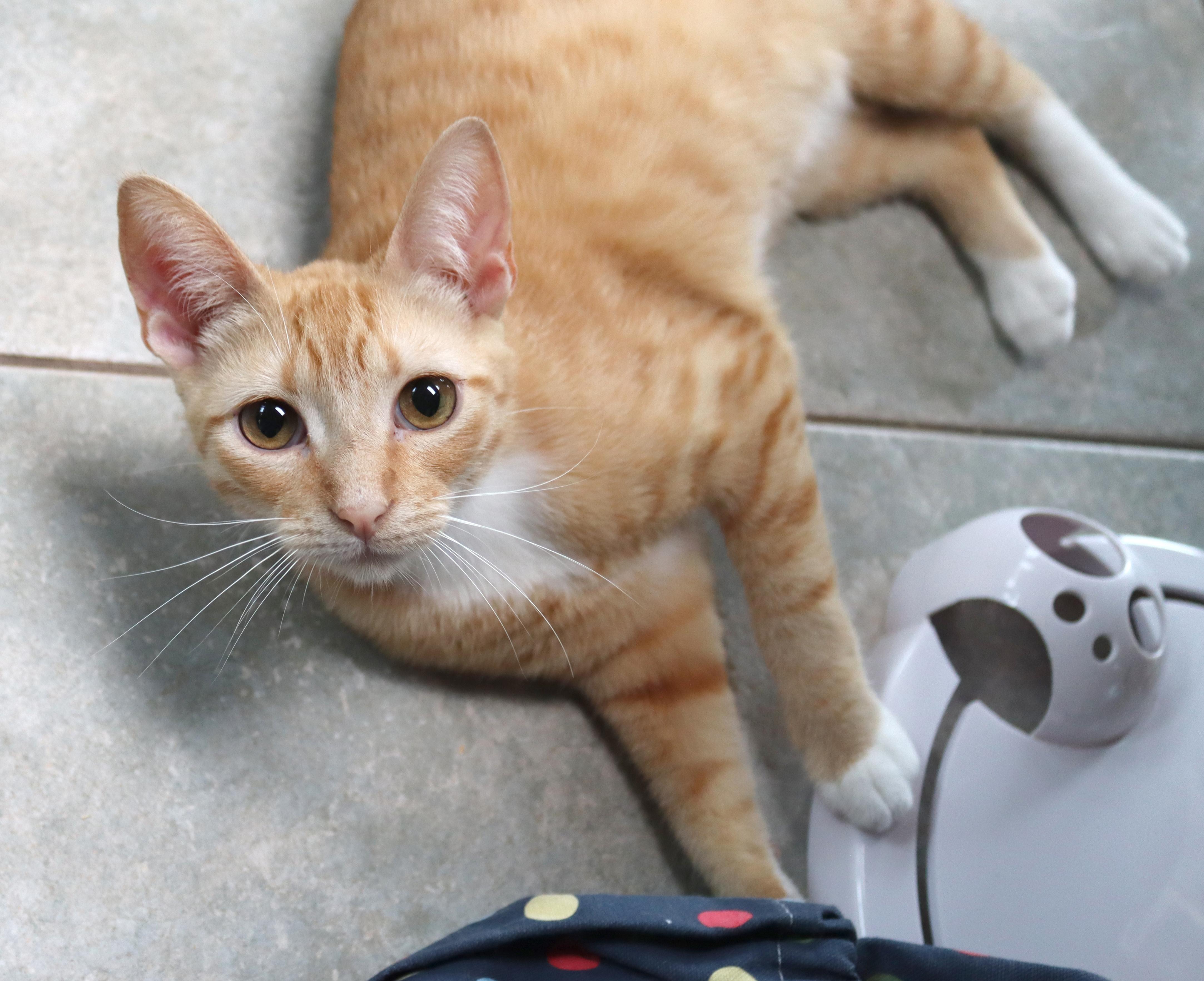 Marty, an adopted Tabby in Vista, CA image 2/4